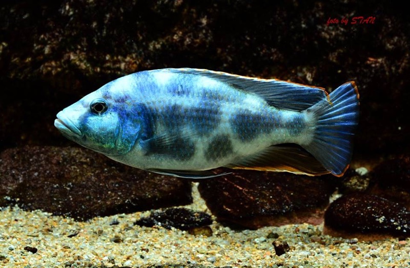 Nimbochromis livingstonii